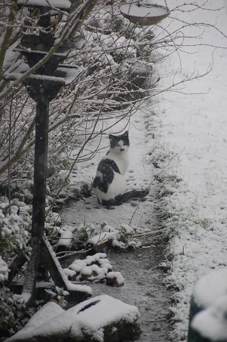 DSC_2074 - CATTINSNEE!
