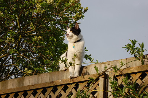 DSC_2185 - CATTISPROUD