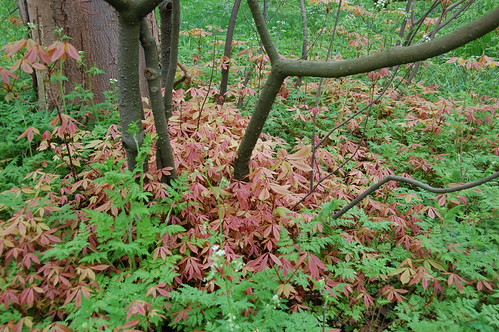 DSC_2152 - Botanical Chestnut