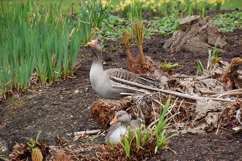 DSC_2158 - Botanical Ducks