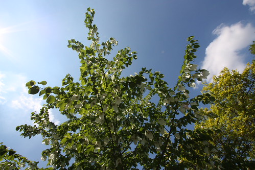 IMG_2276 - Neighbouring Davidia