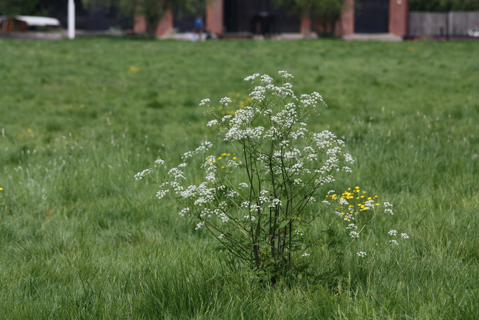 IMG_2312 - Midsummer Weed