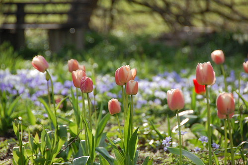 DSC_2136 - Queens' Tulips