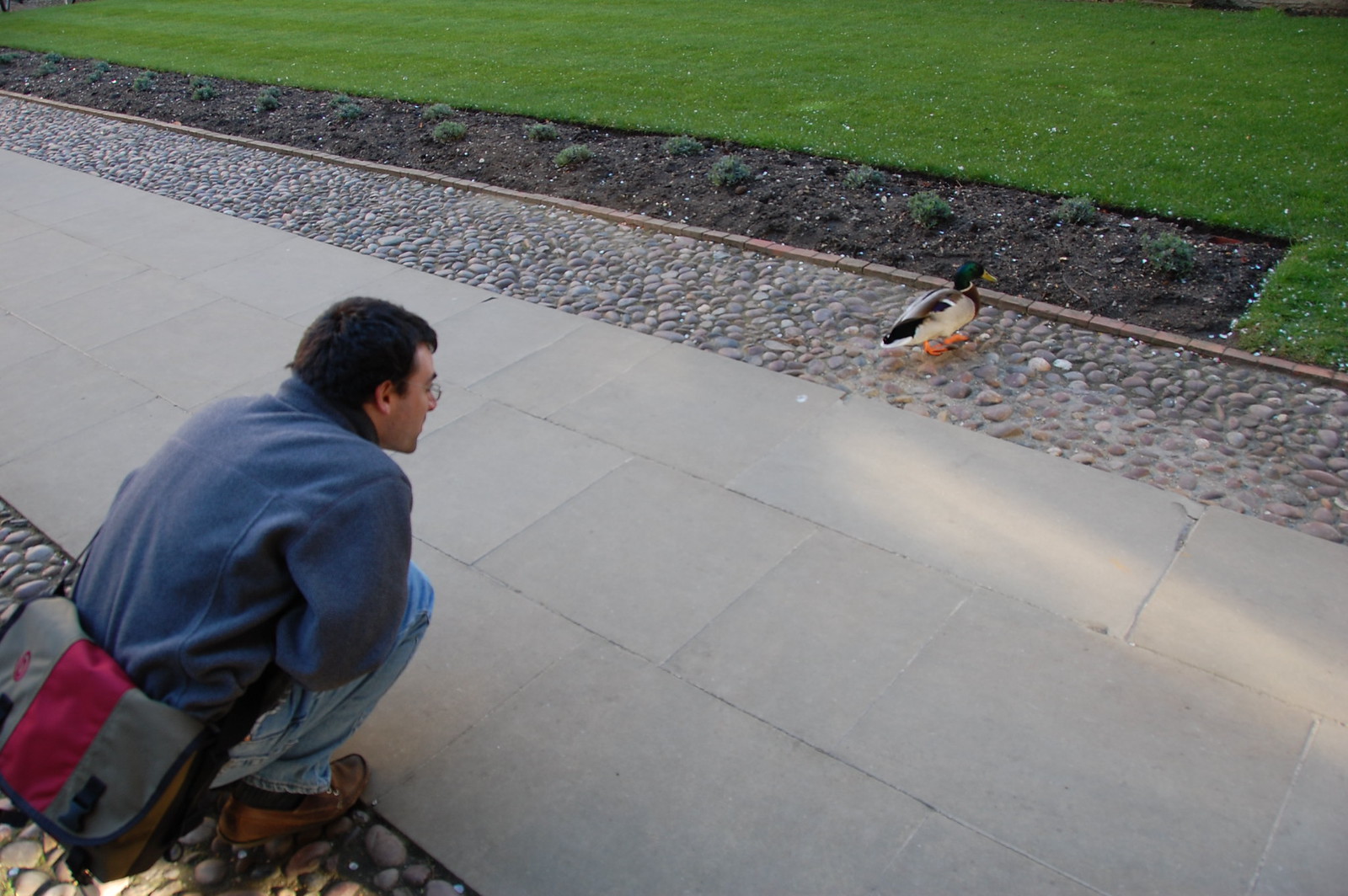 DSC_2146 - HenDuck