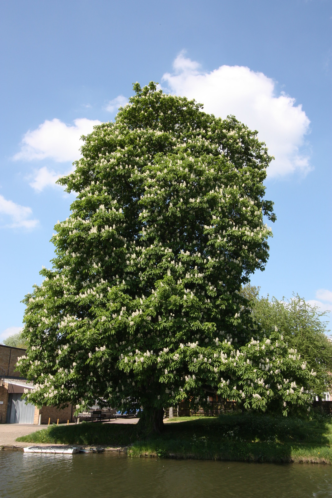 IMG_2281 - Boathouse Chestnut