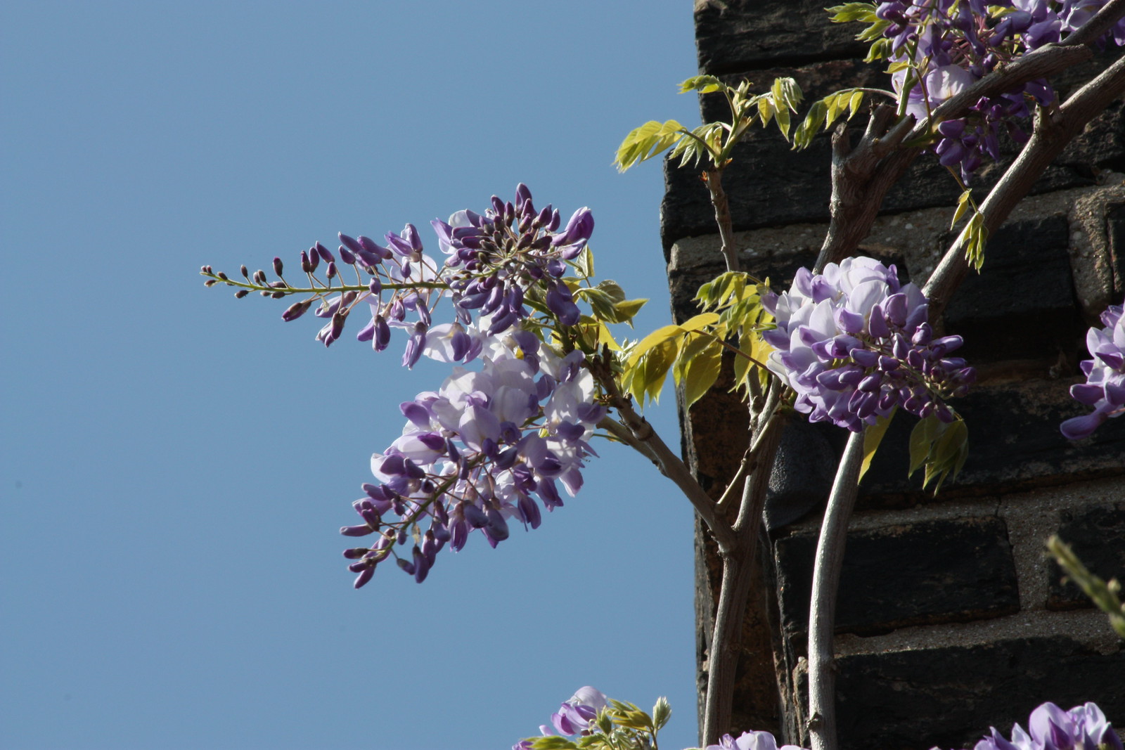 IMG_2300 - Orchard St. Wistaria