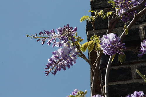 IMG_2300 - Orchard St. Wistaria