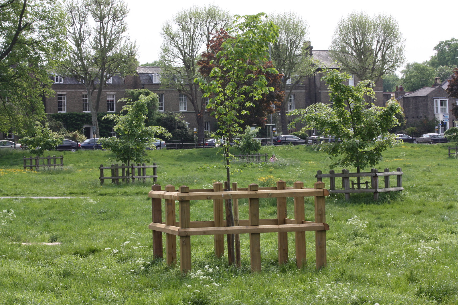 IMG_2318 - Midsummer Growth