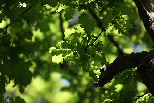 IMG_2438 - Oak Light