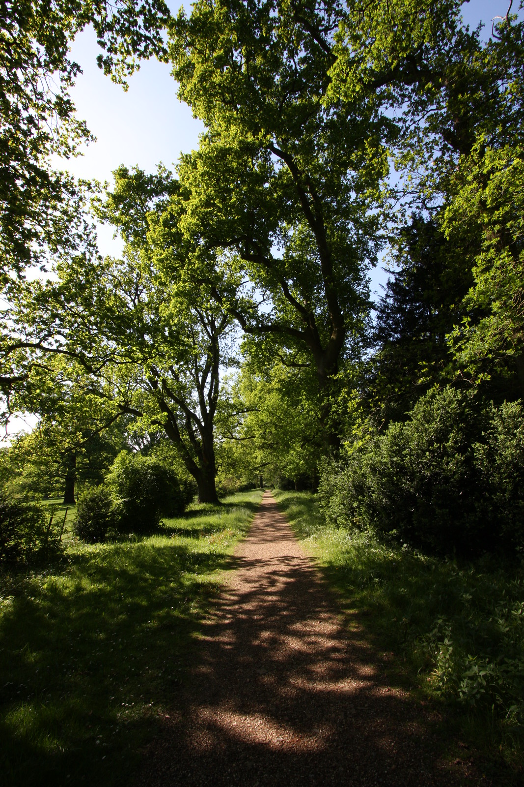 IMG_2420 - A Tree-lined Avenue