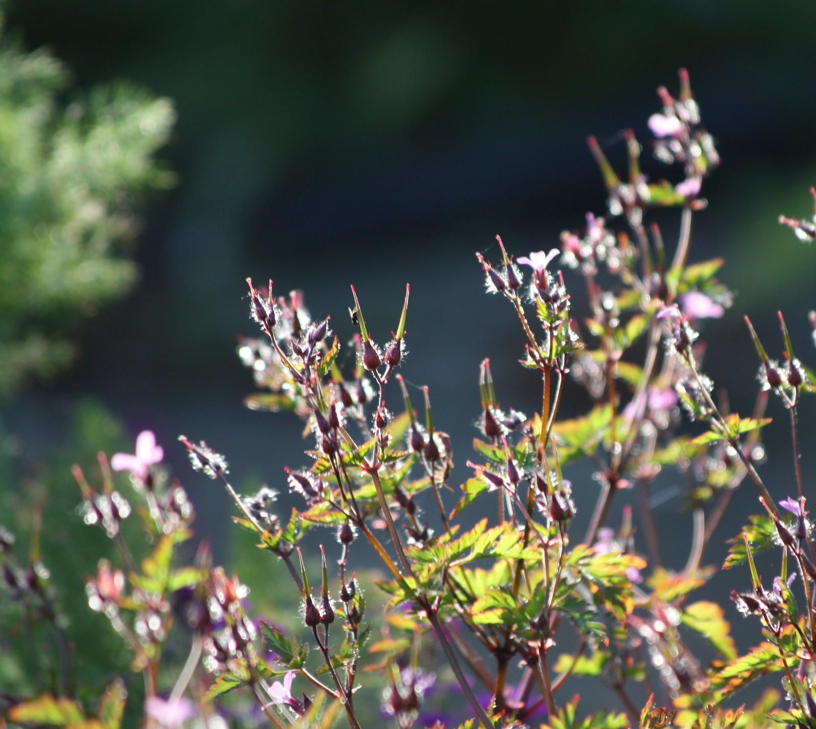 IMG_2465-cropped