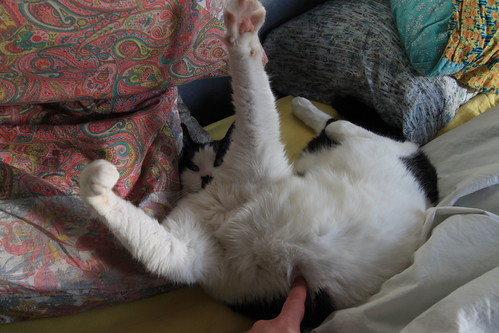 IMG_3770 - CATTBEGINS!