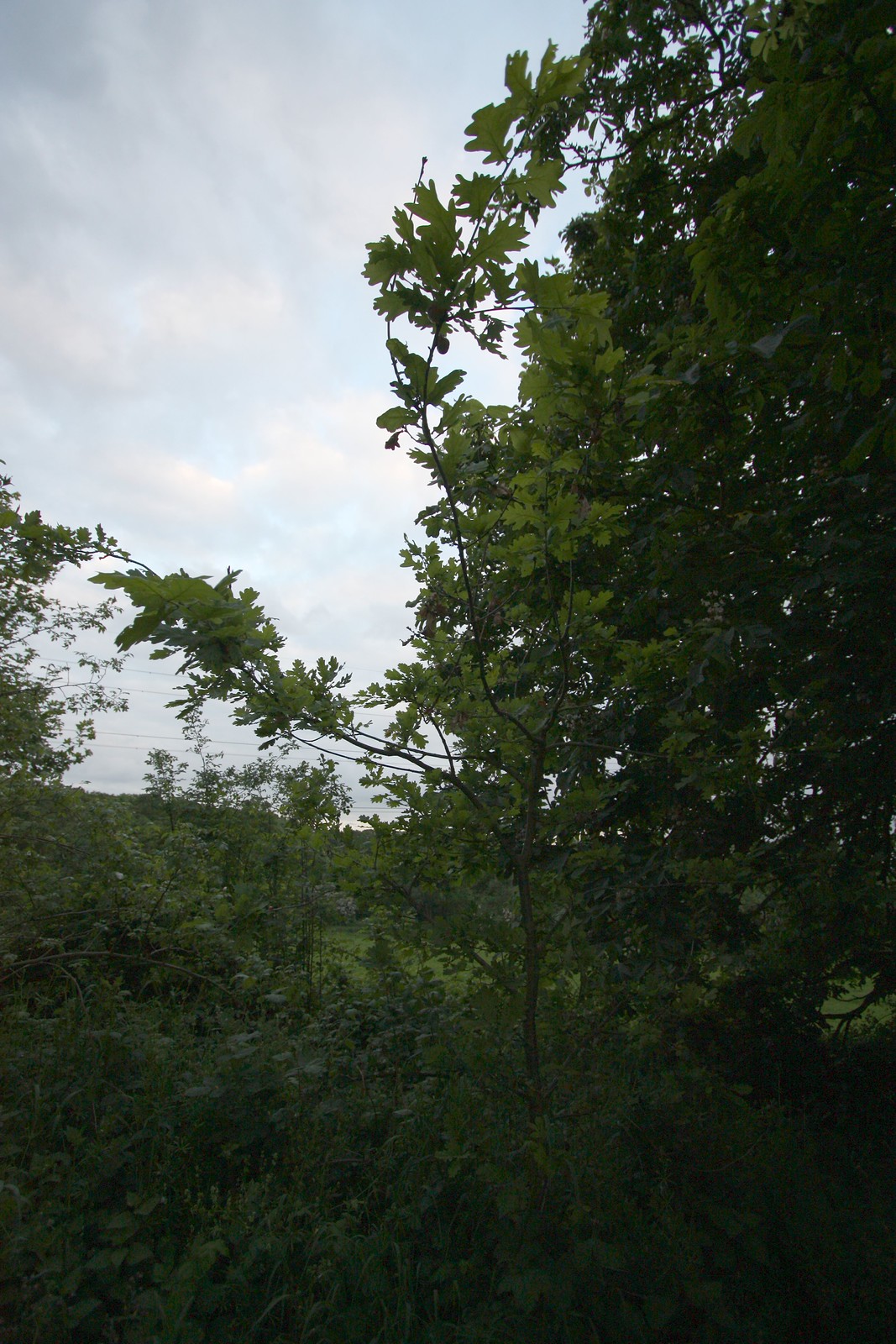 IMG_2495-gamma - Incipent Oak