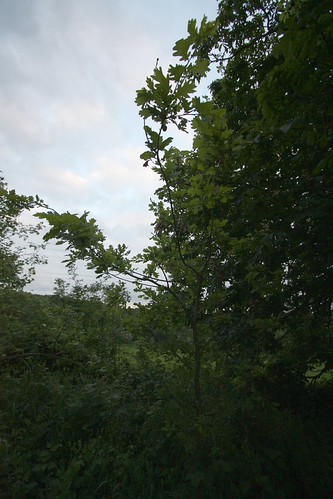 IMG_2495-gamma - Incipent Oak