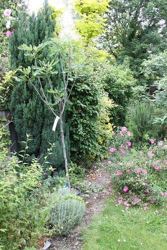 IMG_2532 - Fig Before Planting