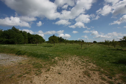 IMG_2471 - Hurst Orchard