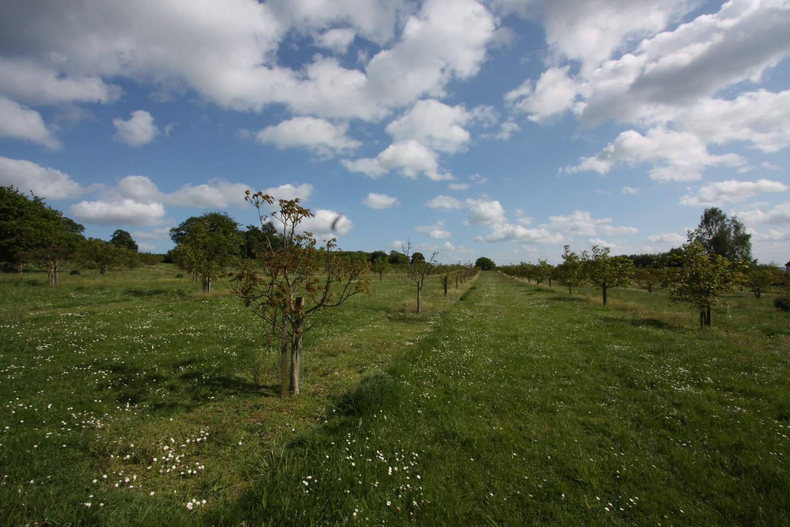 IMG_2472 - Hurst Orchard II