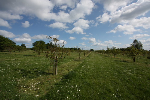 IMG_2472 - Hurst Orchard II