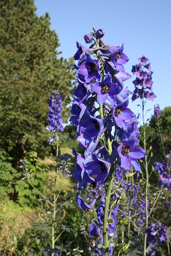 IMG_2555 - Blue Botanicals