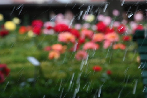 IMG_2787 - Roses against the Fountain