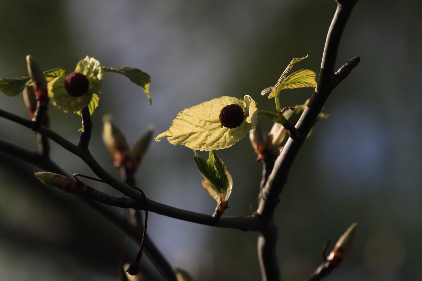 IMG_3928 - First POCKET HANKEECHEE TREE buds