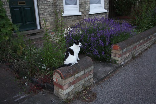 IMG_2901-gamma - CATT Triumphant!