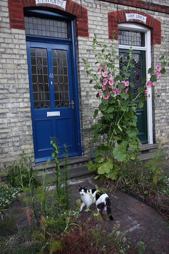 IMG_2898 - CATT Hollyhocks