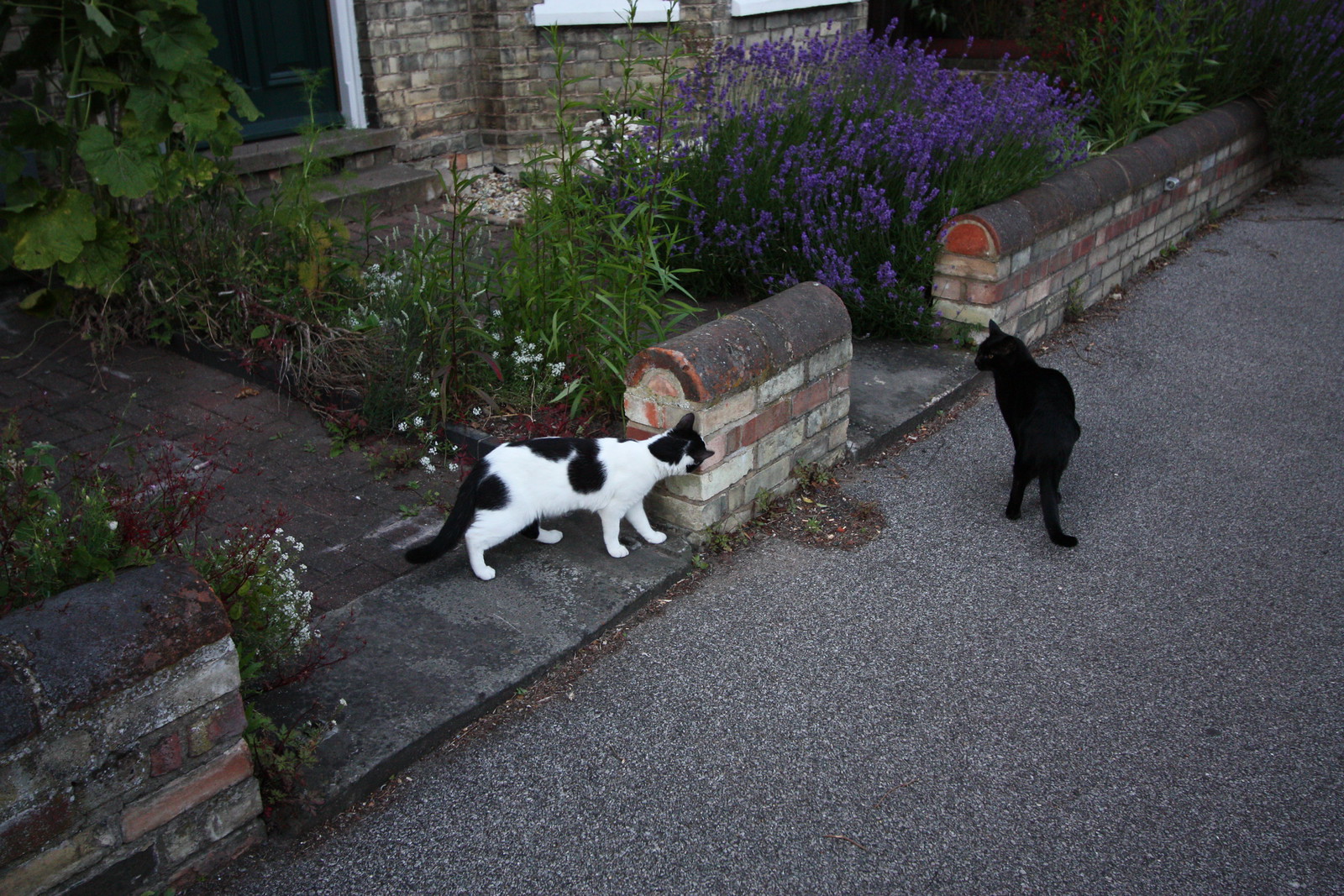 IMG_2900 - OTHER CATT