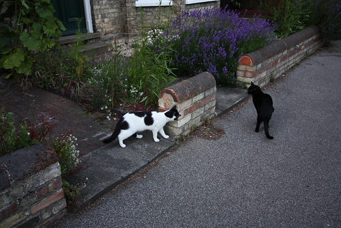 IMG_2900 - OTHER CATT