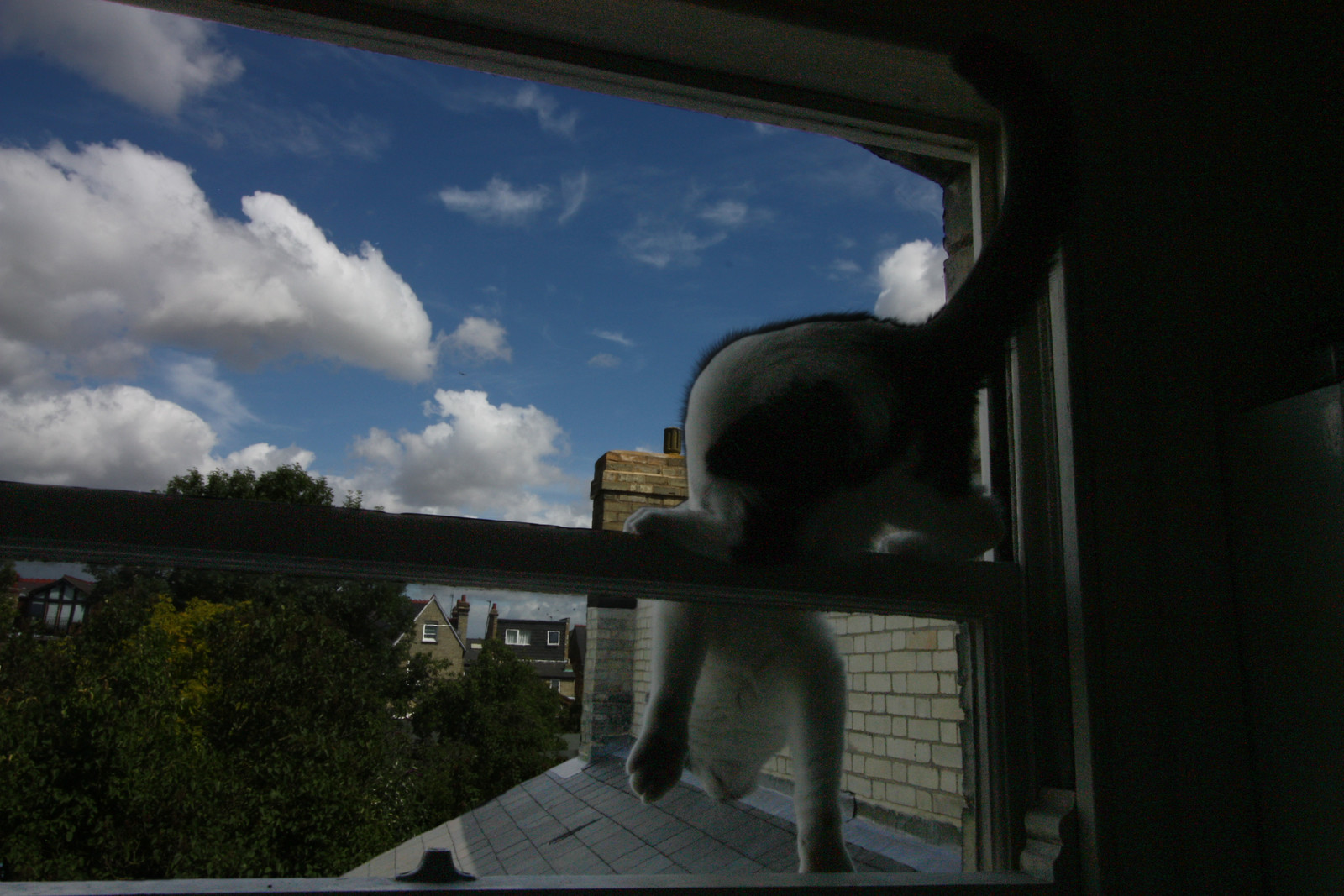 IMG_3571_history - CATT WINDOW!
