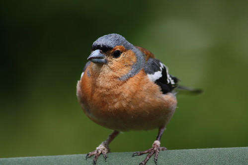 IMG_3289 - Deckchair Perch