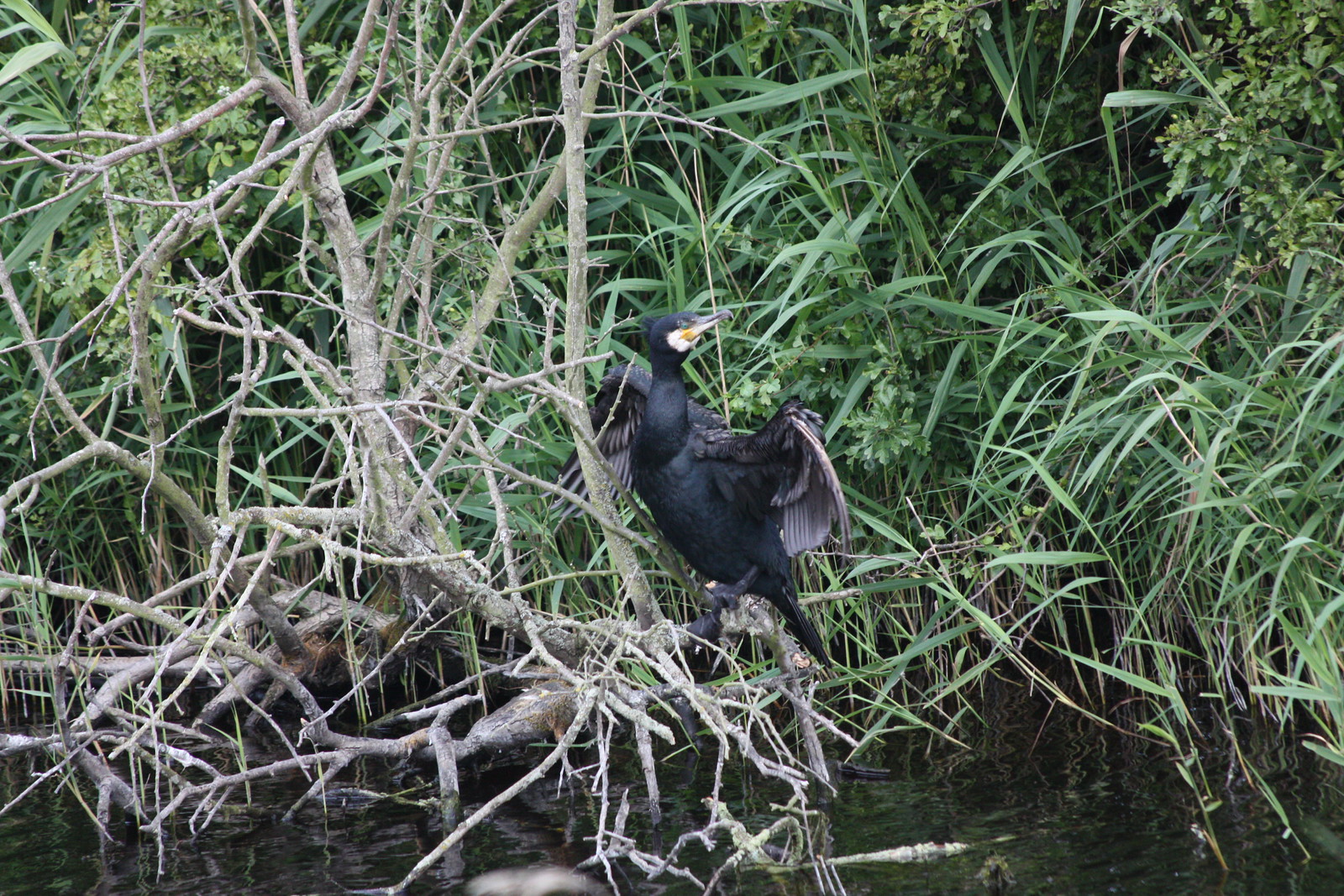 IMG_3313 - Burnham Cormorant