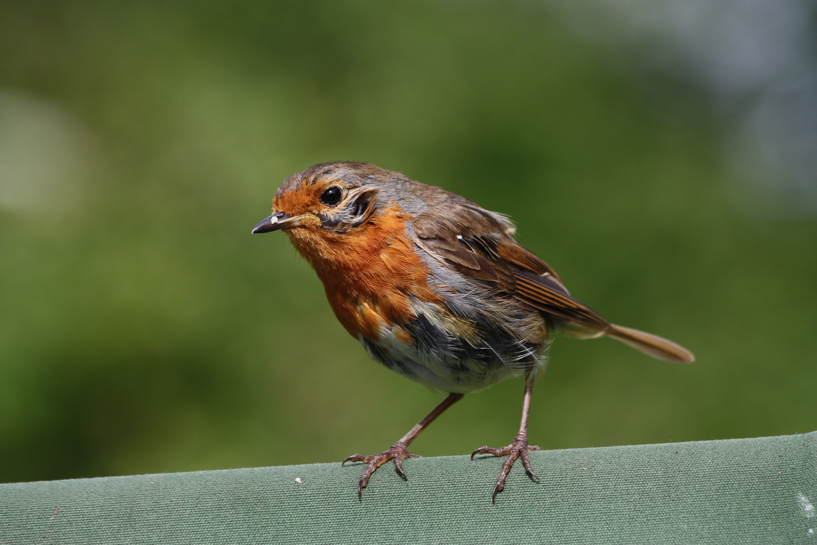 IMG_3294 - Bedraggled Wrobin