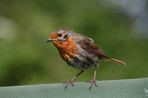 IMG_3294 - Bedraggled Wrobin