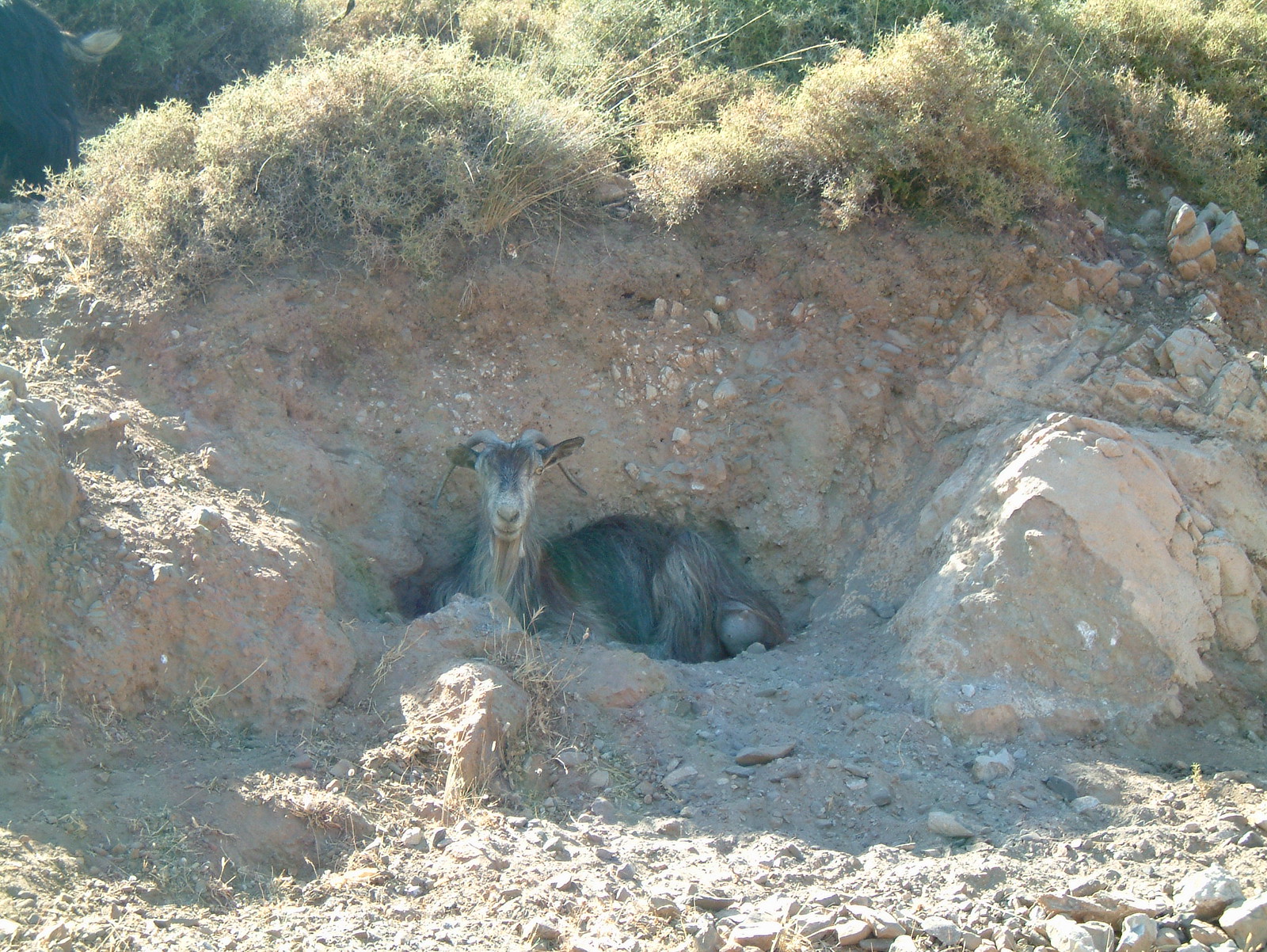 DSCF0061 - The Goat of Giles