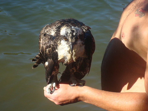 rescued_bird - An Osprey