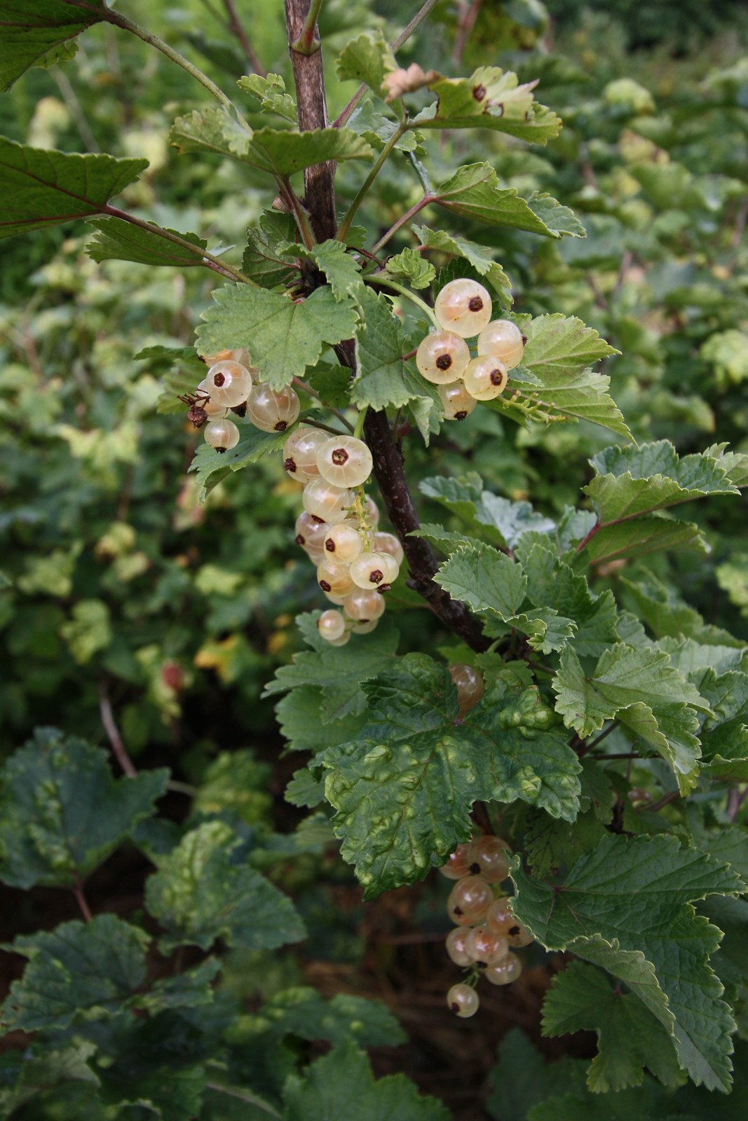 IMG_3597 - Ryton Gooseberries