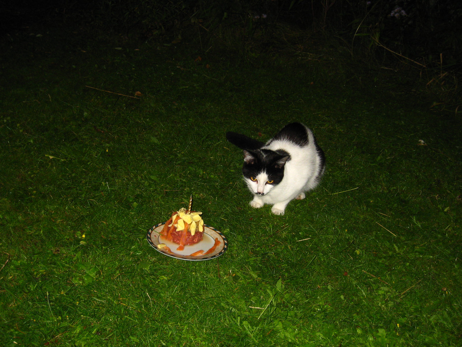 IMG_0008 - CATT WITH CAKE!