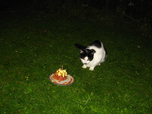 IMG_0008 - CATT WITH CAKE!