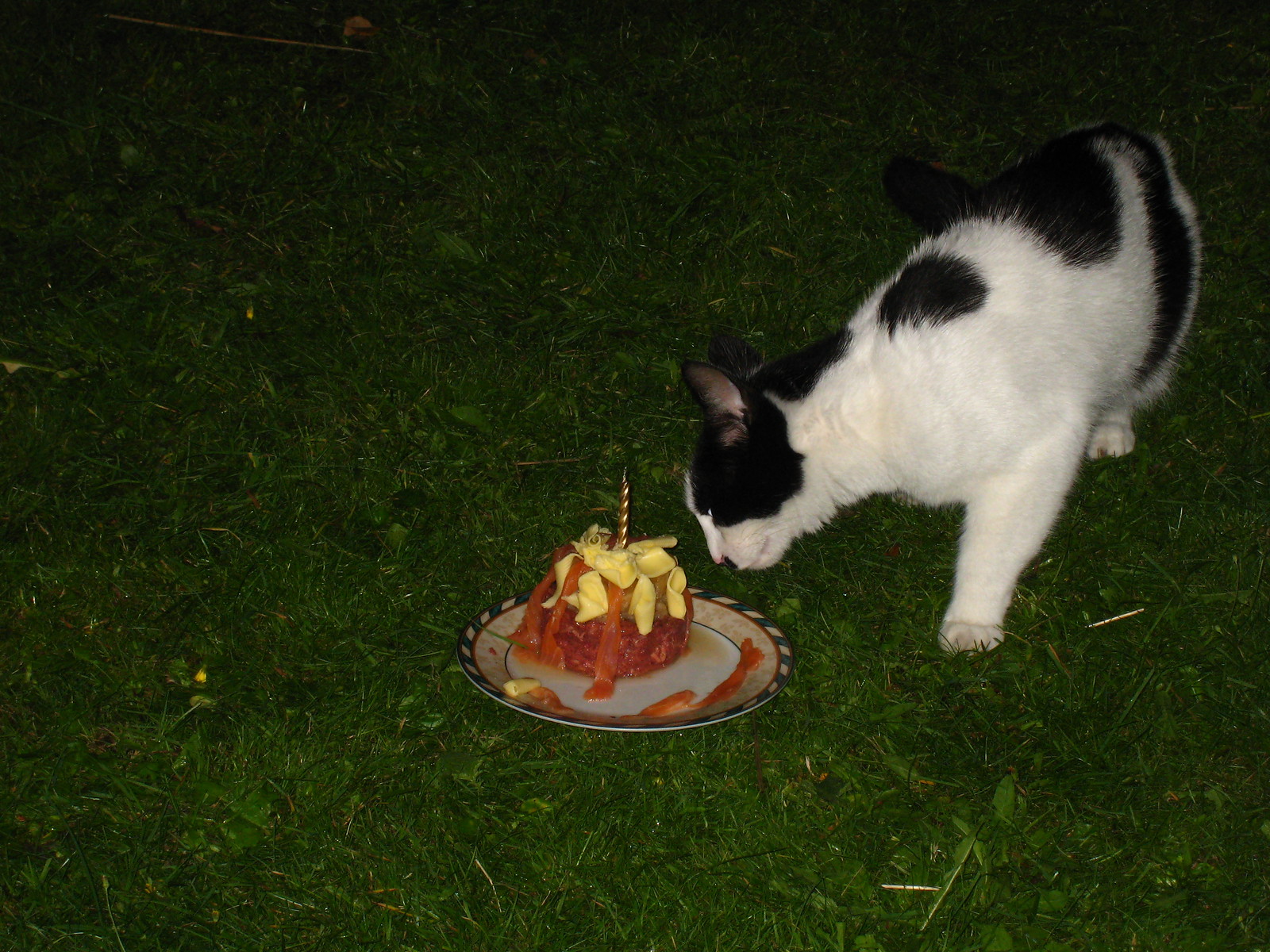 IMG_0009 - CATT CAKE!
