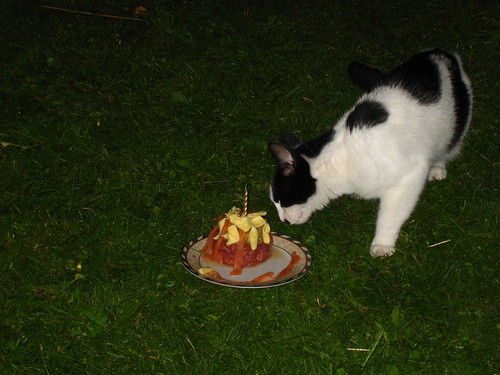 IMG_0009 - CATT CAKE!