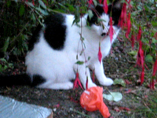 MVI_0002-catt-bush