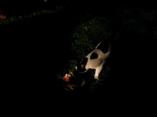 MVI_0006-catt-cake