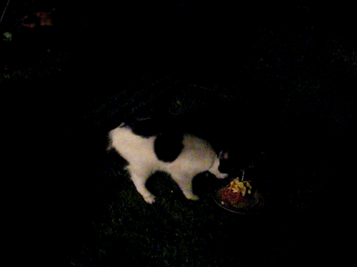 MVI_0007-catt-cake-2