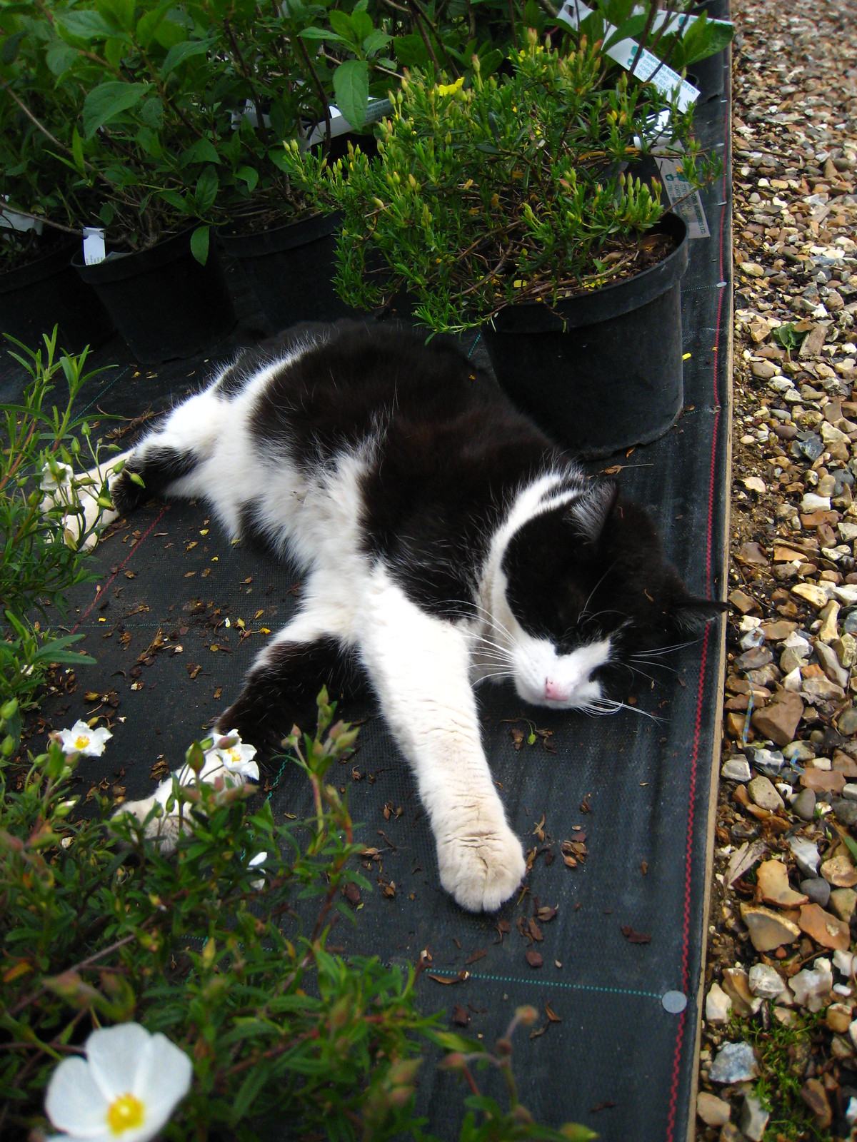 IMG_1682 - Garden Centre CATT