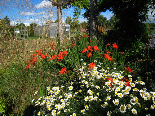 IMG_1960 - Ryton flowers