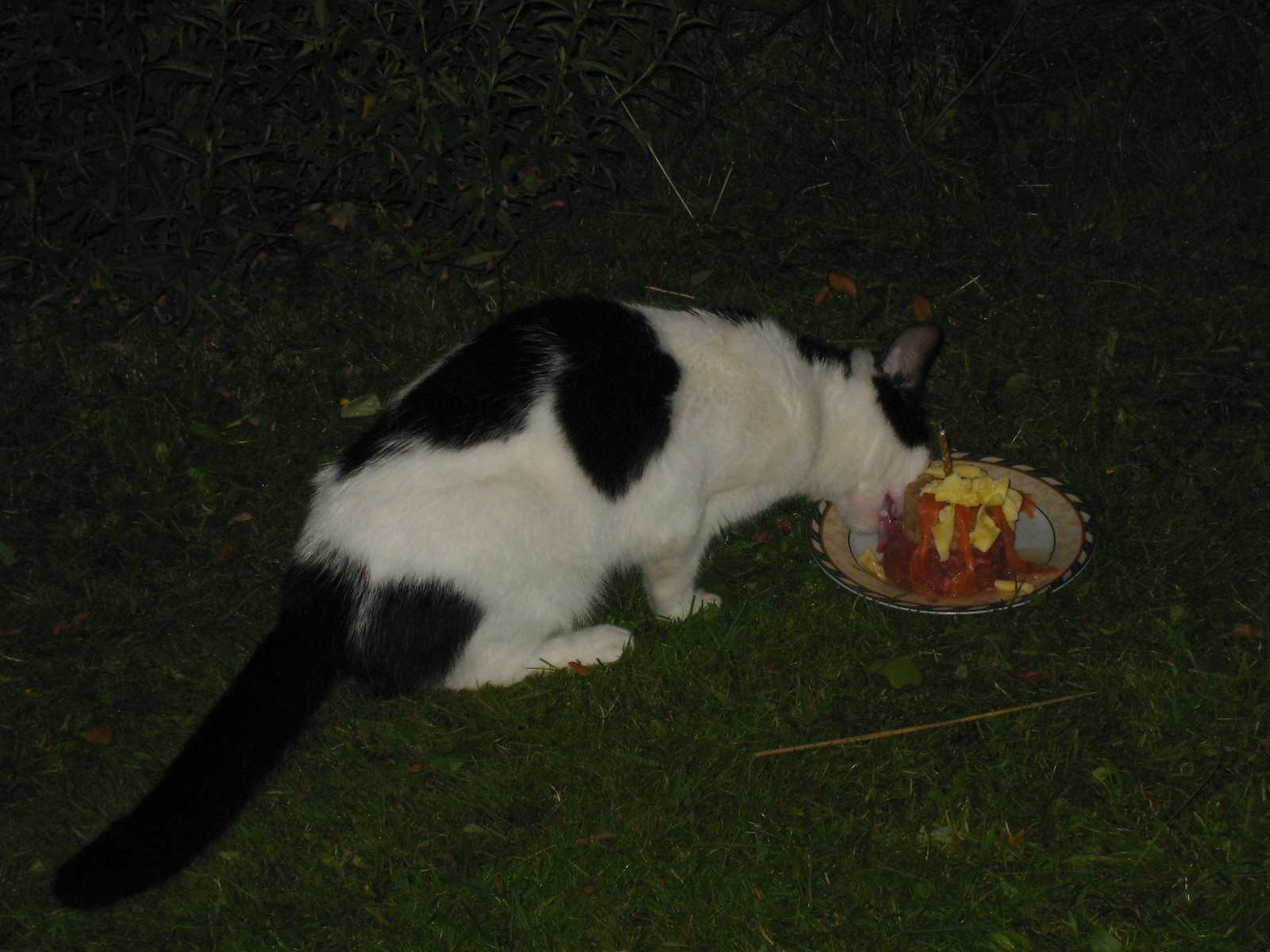 IMG_0027-gamma - CATT *CONSUMES* CAKE!