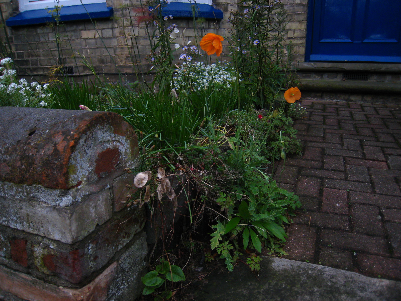 IMG_0031 - Last Growth of Poppies