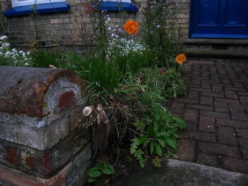 IMG_0031 - Last Growth of Poppies