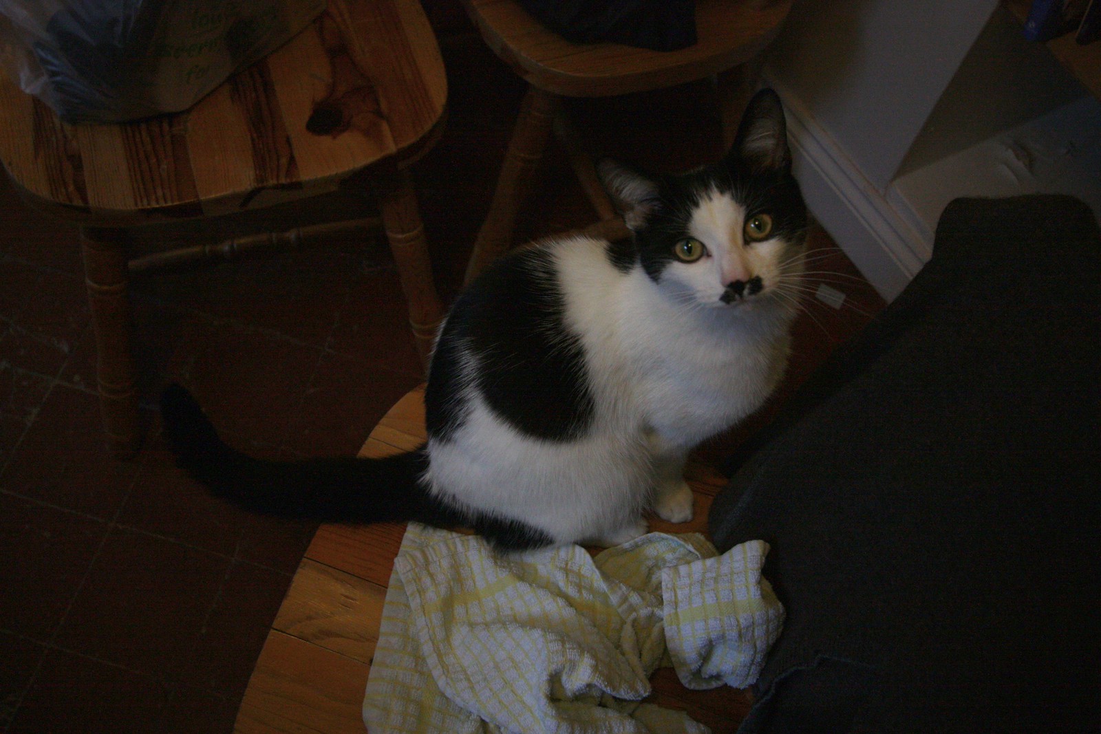 IMG_3676-gamma - CATT